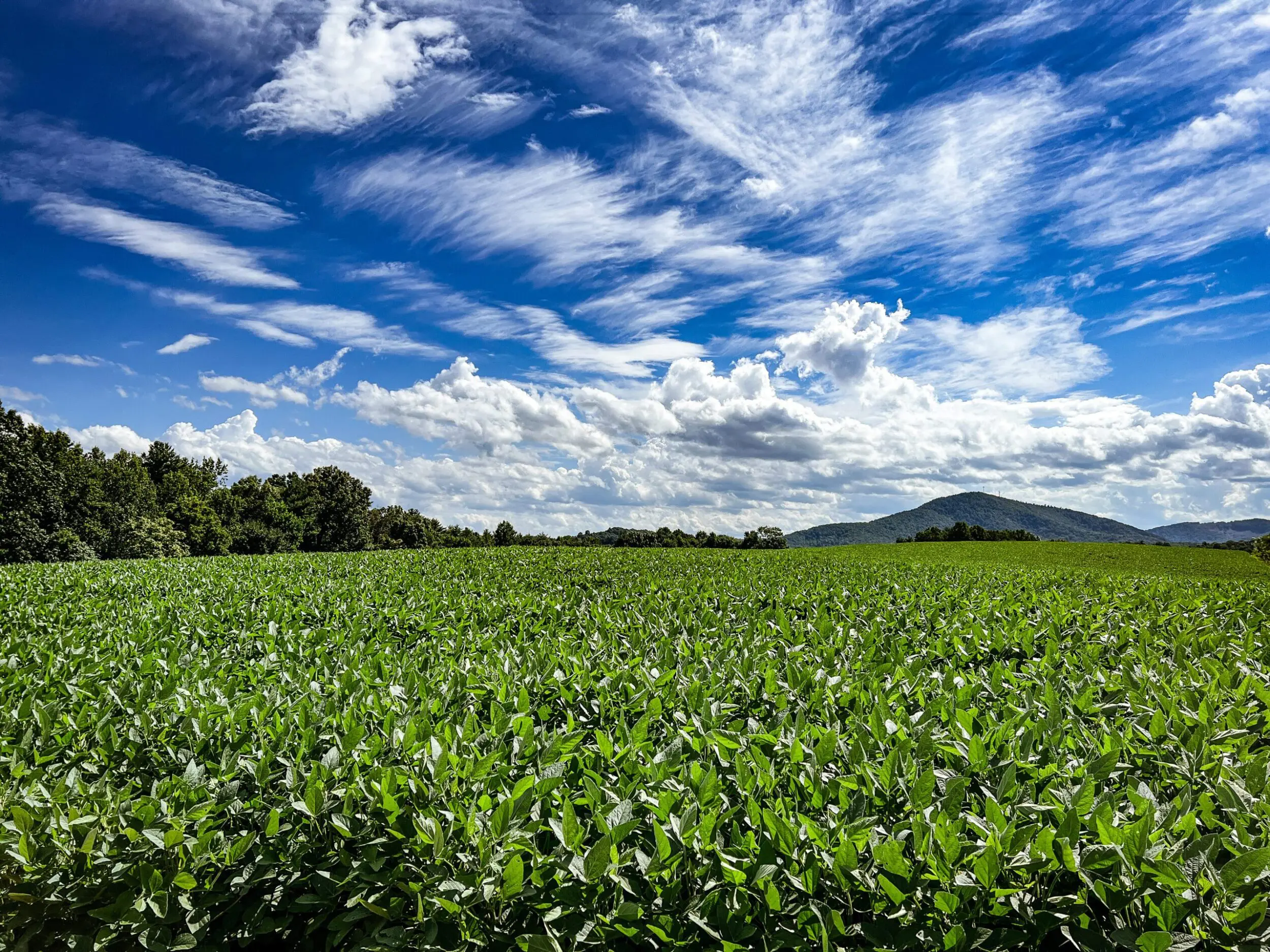 Vast field of corn with mountains in the background and blue skies above.