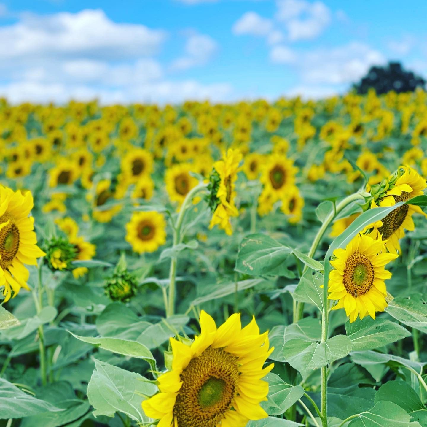 A vast field of sunflowers with a blue sky and white fluffy clouds. This is at the Beaverdam Sunflower Festival in Botetourt County, VA.