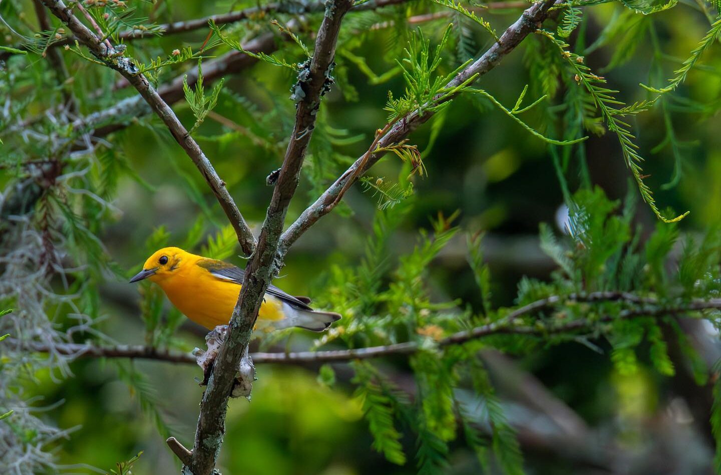 outdoor wildlife